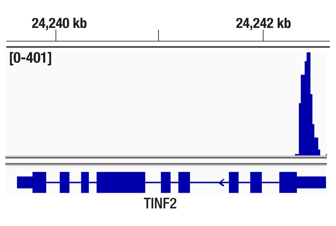 CUT & Tag Image 1: SP1 (D4C3) Rabbit Monoclonal Antibody