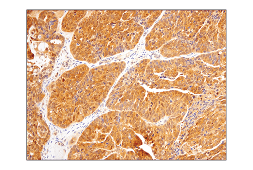 Immunohistochemistry Image 3: SHP-2 (D50F2) Rabbit Monoclonal Antibody