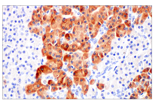 Immunohistochemistry Image 6: FGL1 (E7C1Q) Rabbit Monoclonal Antibody (BSA and Azide Free)