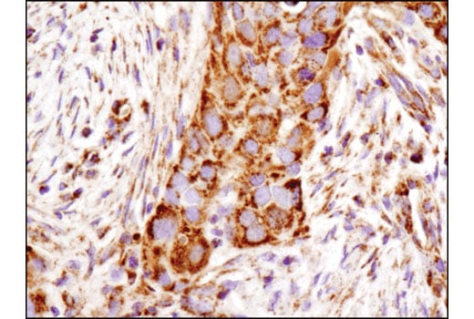 Immunohistochemistry Image 1: C1QBP (D7H12) Rabbit Monoclonal Antibody (BSA and Azide Free)