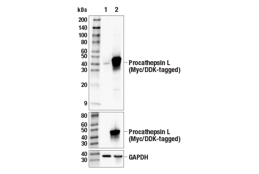 Western Blotting Image 2: Procathepsin L (E9B2U) Rabbit Monoclonal Antibody