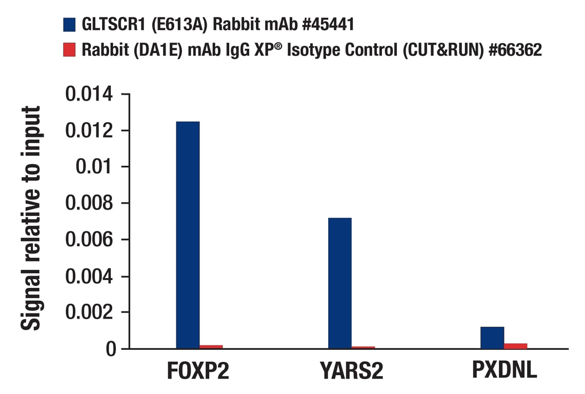undefined Image 14: Non-Canonical BAF Complex Antibody Sampler Kit