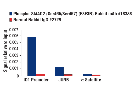 Chromatin Immunoprecipitation Image 1: Phospho-SMAD2 (Ser465/Ser467) (E8F3R) Rabbit Monoclonal Antibody