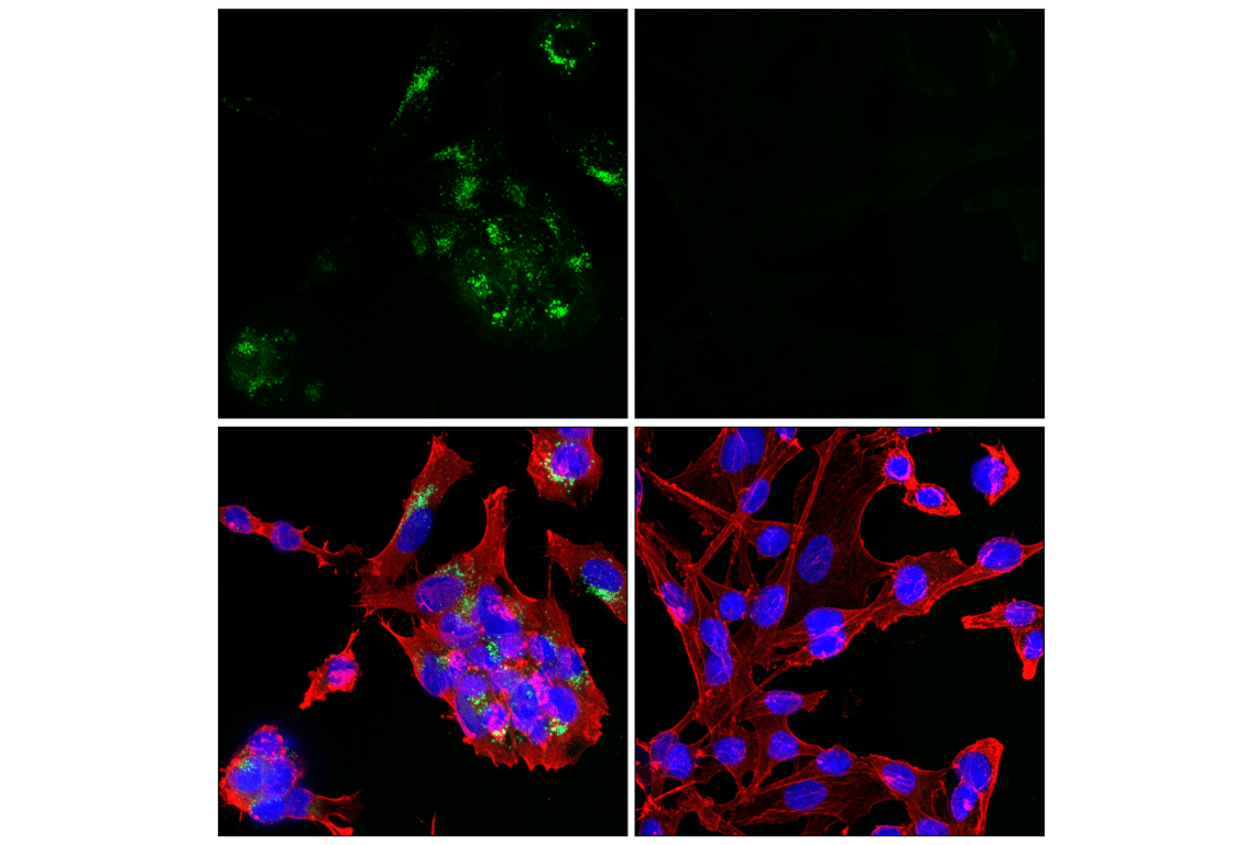 Immunofluorescence Image 1: GPR64 (E9D4X) Rabbit Monoclonal Antibody