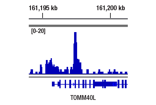 PU.1 (9G7) Rabbit mAb | Cell Signaling Technology