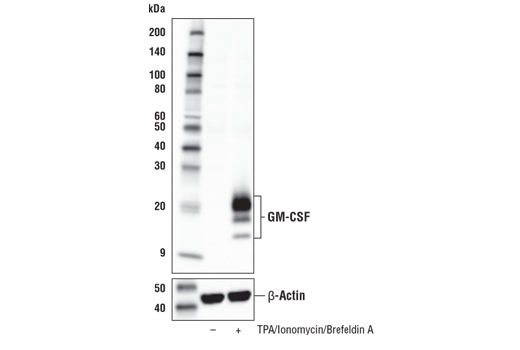 Western Blotting Image 2: GM-CSF (E8I1V) Rabbit Monoclonal Antibody