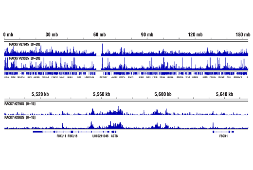 Chromatin Immunoprecipitation Image 2: ZMYND8 (E9L1W) Rabbit Monoclonal Antibody