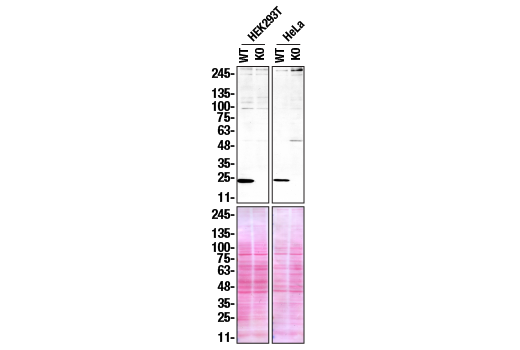 Western Blotting Image 2: SIGMAR1 (D4J2E) Rabbit Monoclonal Antibody