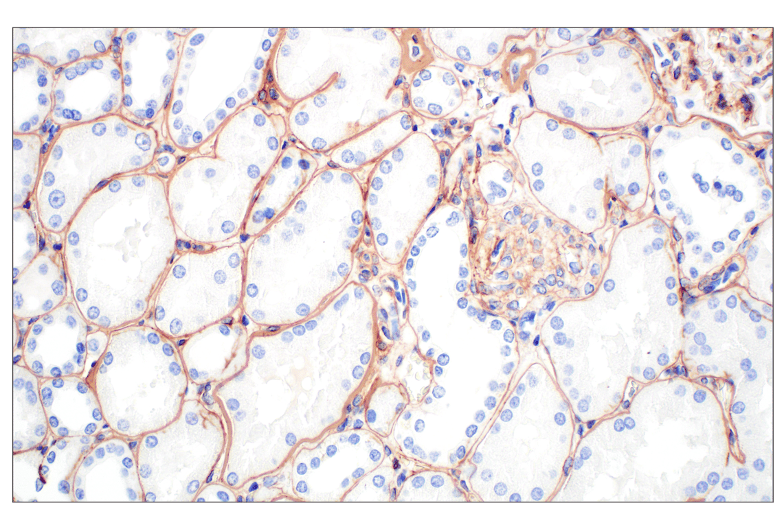 Immunohistochemistry Image 6: COL4A1 (E5M6R) Rabbit Monoclonal Antibody (IHC Formulated)
