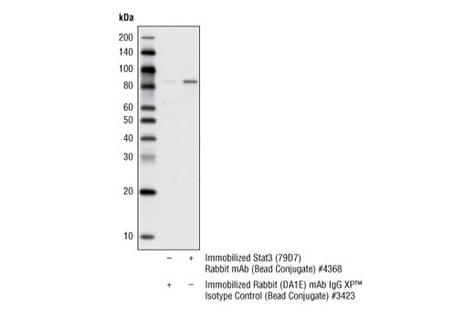 Immunoprecipitation Image 1: Stat3 (79D7) Rabbit mAb (Sepharose<sup>®</sup> Bead Conjugate)