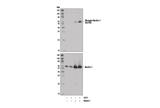 Western Blotting Image 2: Phospho-Beclin-1 (Ser93) (D9A5G) Rabbit Monoclonal Antibody
