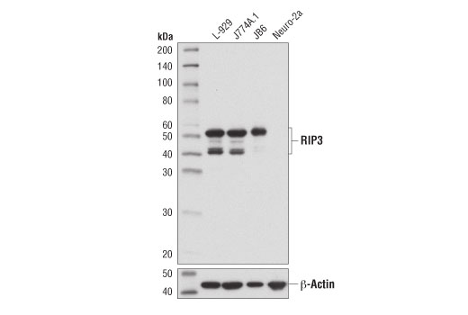 Western Blotting Image 2: RIP3 (D4G2A) Rabbit Monoclonal Antibody (BSA and Azide Free)