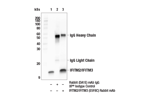 Immunoprecipitation Image 1: IFITM2/IFITM3 (E5F8C) Rabbit Monoclonal Antibody