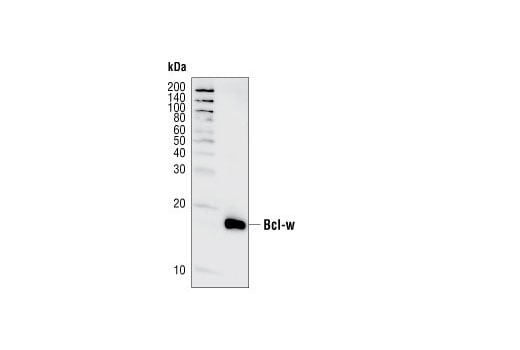 Western Blotting Image 2: Bcl-w (31H4) Rabbit Monoclonal Antibody