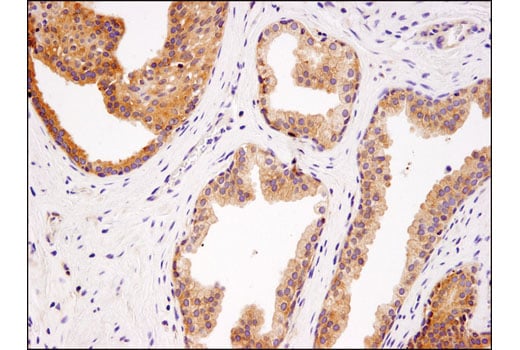 Immunohistochemistry Image 3: USP9X (D4Y7W) Rabbit Monoclonal Antibody (BSA and Azide Free)