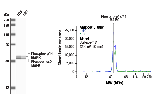 Western Blotting Image 1: Phospho-p44/42 MAPK (Erk1/2) (Thr202/Tyr204) (197G2) Rabbit Monoclonal Antibody