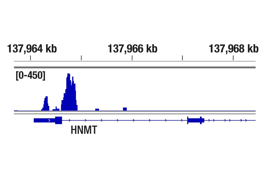 CUT & Tag Image 1: GATA-6 (D61E4) Rabbit Monoclonal Antibody