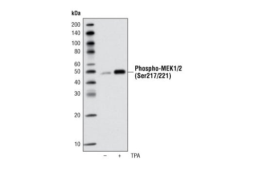 Immunoprecipitation Image 1: Phospho-MEK1/2 (Ser217/221) (41G9) Rabbit Monoclonal Antibody (Biotinylated)