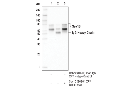 Immunoprecipitation Image 1: Sox10 (E6B6I) Rabbit Monoclonal Antibody