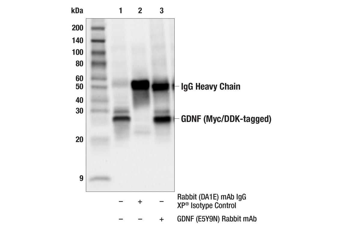 Immunoprecipitation Image 1: GDNF (E5Y9N) Rabbit Monoclonal Antibody