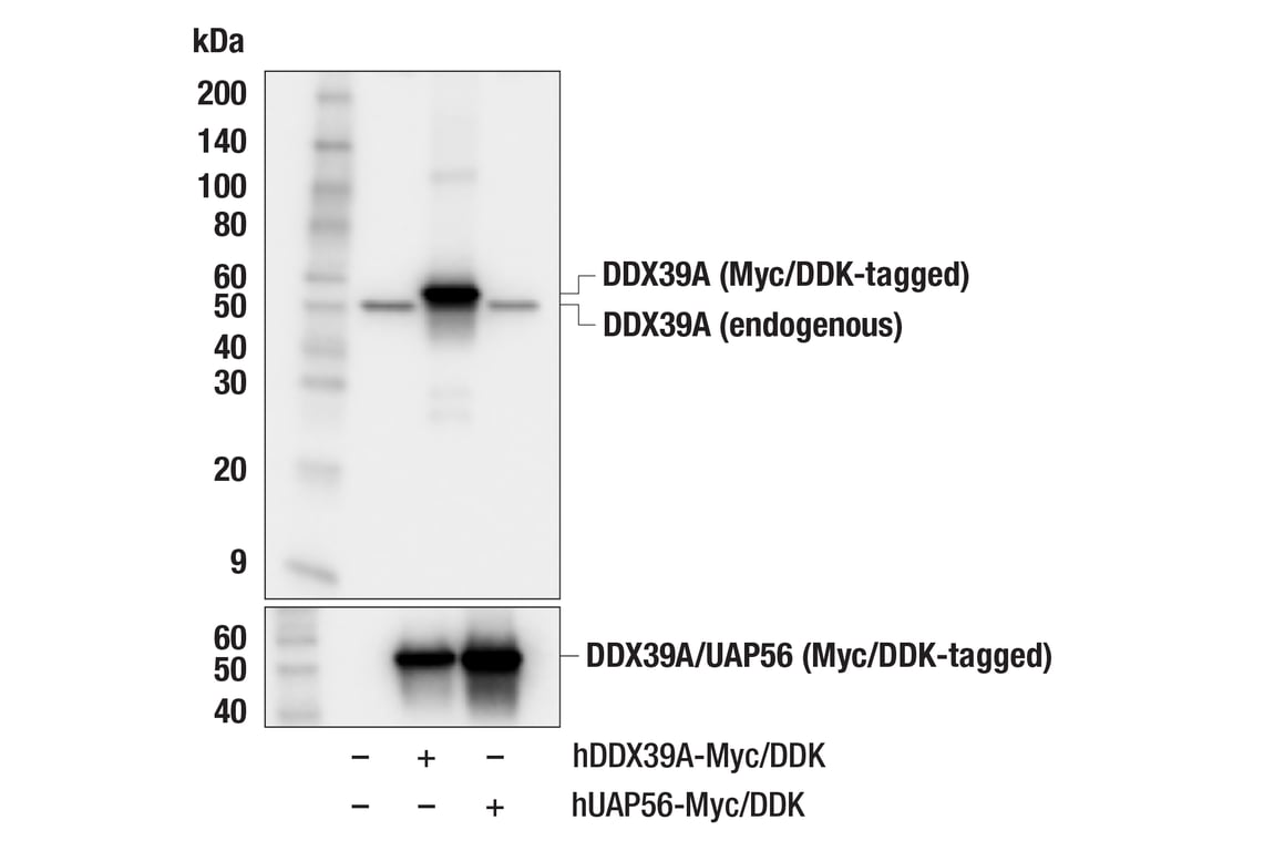 Western Blotting Image 2: DDX39A (F7T4J) Rabbit Monoclonal Antibody