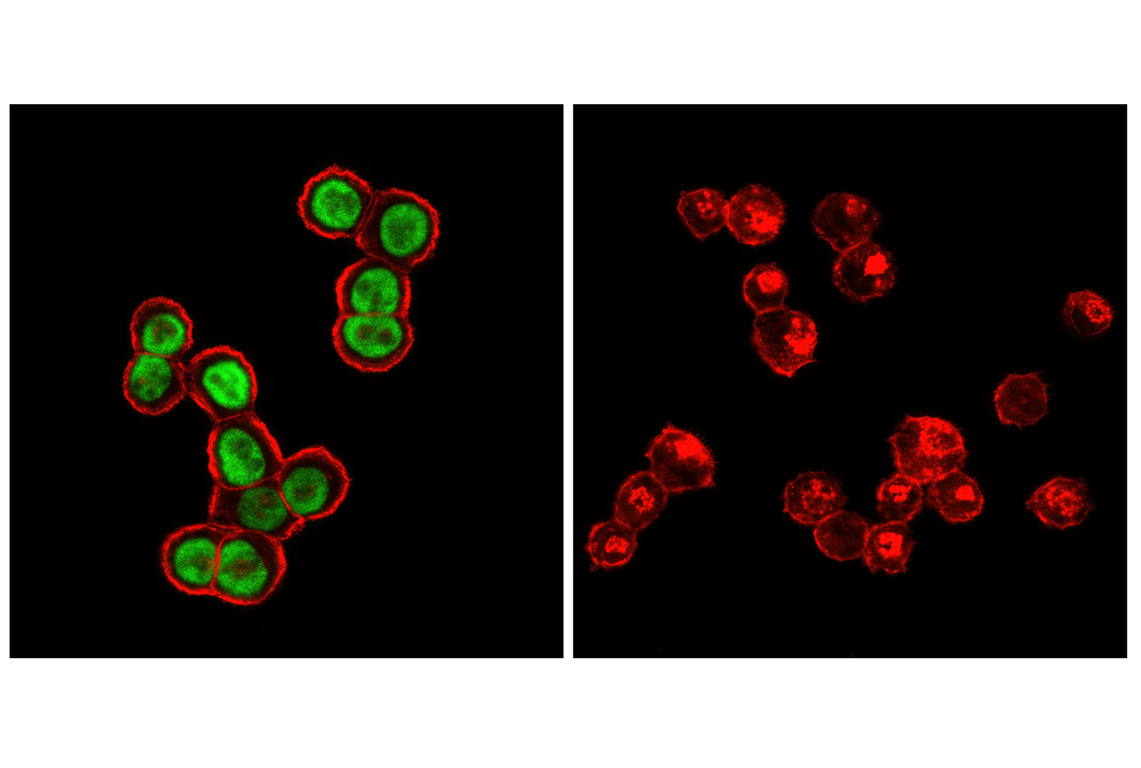p53 (7F5) Rabbit mAb (Alexa Fluor® 488 Conjugate) | Cell