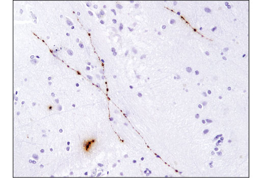 Immunohistochemistry Image 1: Orexin (D6G9T) Rabbit mAb