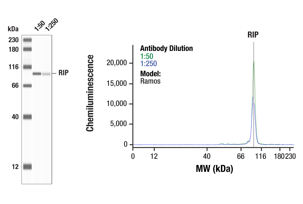undefined Image 14: Necroptosis Antibody Sampler Kit