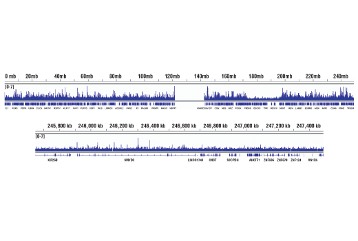 undefined Image 17: Hippo Pathway: Upstream Signaling Antibody Sampler Kit