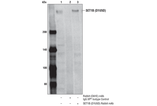 Immunoprecipitation Image 1: SET1B (D1U5D) Rabbit Monoclonal Antibody
