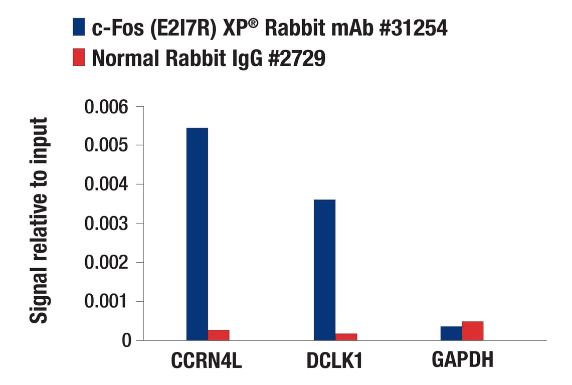 Chromatin Immunoprecipitation Image 1: c-Fos (E2I7R) Rabbit Monoclonal Antibody