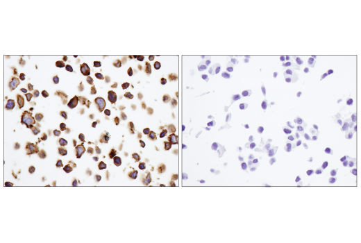 Immunohistochemistry Image 4: CD40 (D8W3N) Rabbit Monoclonal Antibody (BSA and Azide Free)