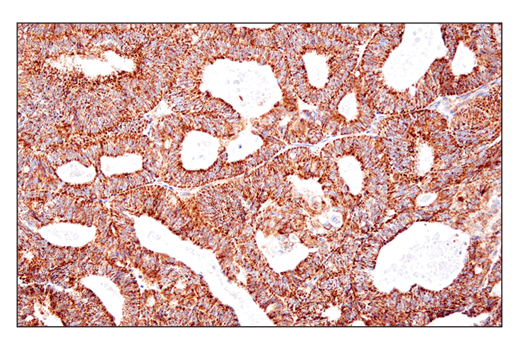 Immunohistochemistry Image 6: SHMT2 (E7F4Q) Rabbit mAb