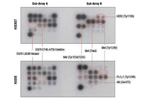 undefined Image 4: PathScan<sup>®</sup> EGFR Signaling Antibody Array Kit (Chemiluminescent Readout)