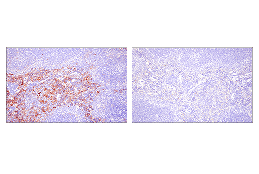 Immunohistochemistry Image 4: Fc-gammaRIV (E8I7C) Rabbit Monoclonal Antibody