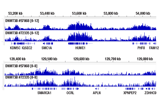 CUT & RUN Image 2: DNMT3B (E2Q3Z) Rabbit Monoclonal Antibody