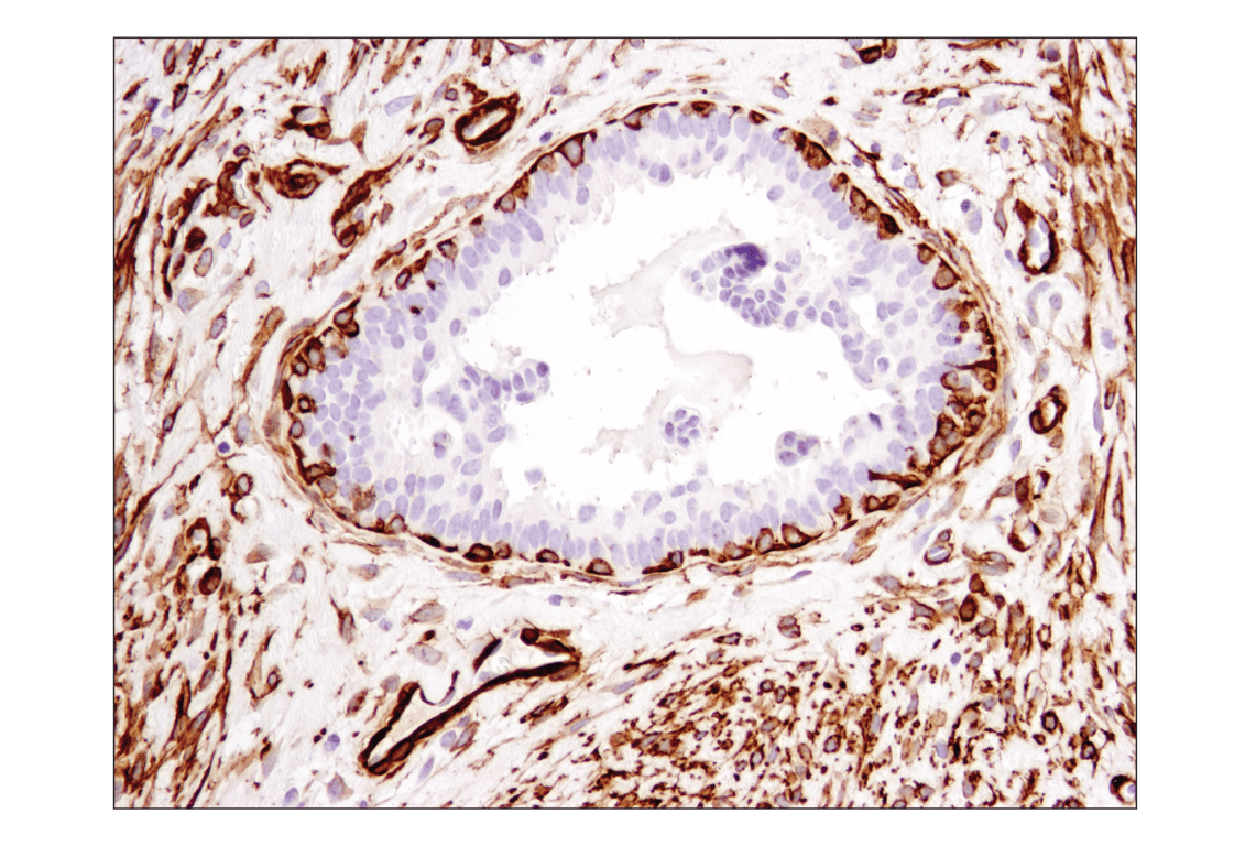 Immunohistochemistry Image 5: alpha-Smooth Muscle Actin (1A4) Mouse Monoclonal Antibody (BSA and Azide Free)