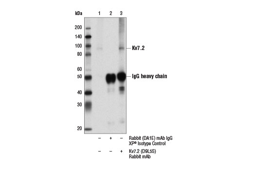 Immunoprecipitation Image 1: Kv7.2 (D9L5S) Rabbit Monoclonal Antibody