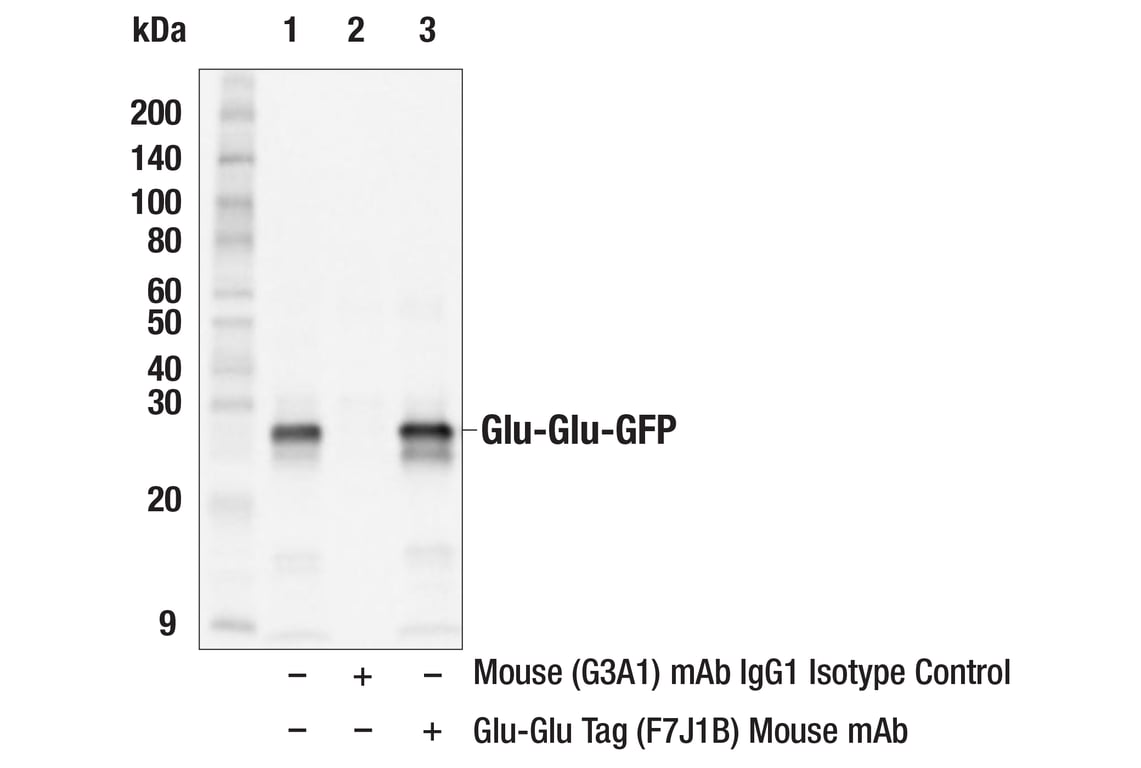 Immunoprecipitation Image 2: Glu-Glu Tag (F7J1B) Mouse Monoclonal Antibody