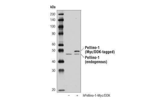 Western Blotting Image 2: Pellino-1 (D2Z4F) Rabbit Monoclonal Antibody