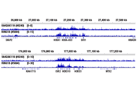 Chromatin Immunoprecipitation Image 2: Ubiquityl-Histone H2A (Lys119) (D27C4) Rabbit Monoclonal Antibody