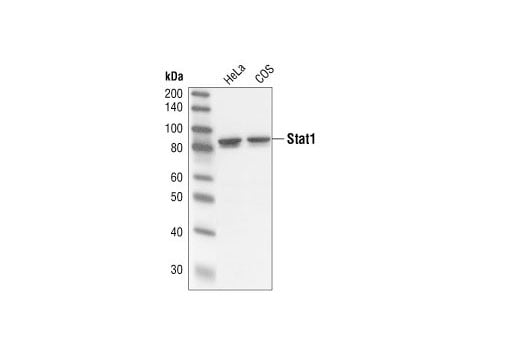 Western Blotting Image 2: Stat1 (42H3) Rabbit Monoclonal Antibody (BSA and Azide Free)