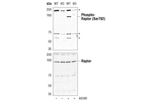 undefined Image 11: AMPK Substrate Antibody Sampler Kit
