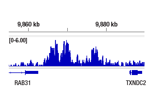 CUT & RUN Image 1: HP1β (D2F2) XP<sup>®</sup> Rabbit mAb