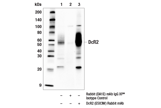 Immunoprecipitation Image 1: DcR2 (E5X3W) Rabbit Monoclonal Antibody