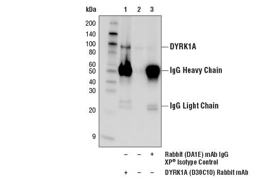 Immunoprecipitation Image 1: DYRK1A (D30C10) Rabbit Monoclonal Antibody