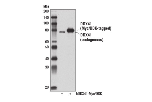 Western Blotting Image 2: DDX41 (D3F1Z) Rabbit Monoclonal Antibody
