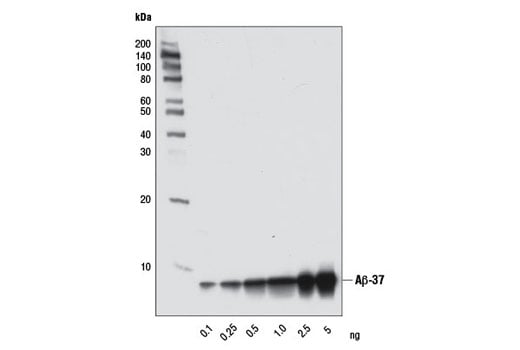 Western Blotting Image 2: beta-Amyloid (1-37) (D2A6H) Rabbit Monoclonal Antibody (Biotinylated)
