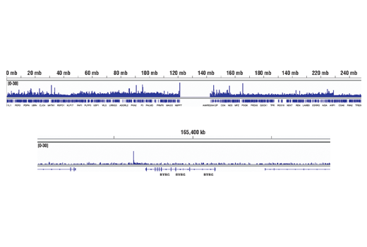 Chromatin Immunoprecipitation Image 2: RUNX2 (D1L7F) Rabbit Monoclonal Antibody