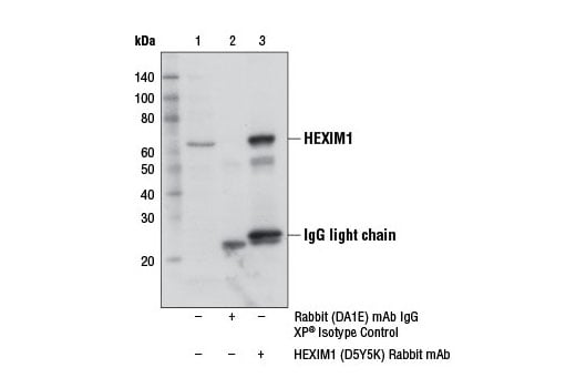 Immunoprecipitation Image 1: HEXIM1 (D5Y5K) Rabbit Monoclonal Antibody